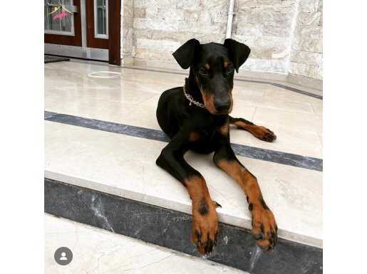 3,5 yaşında erkek doberman sahiplendirme