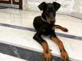 3,5 yaşında erkek doberman sahiplendirme