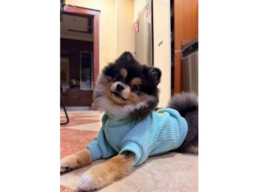 BlackTan Pomerian Boo 7 aylık çirkinlik döneminde