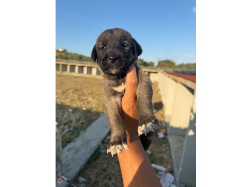 Saf Kangal Yavrularımız