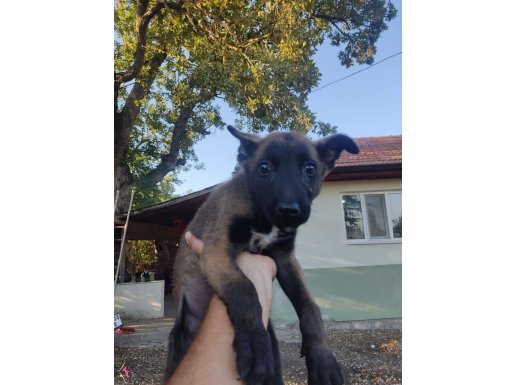 Belçika malinois yavru