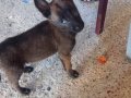 Safkan Belçika Kurdu Yavrusu