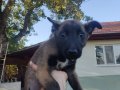 Belçika malinois yavru
