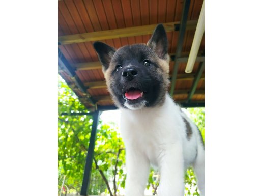 Dev Amerikan Akita Adayları 