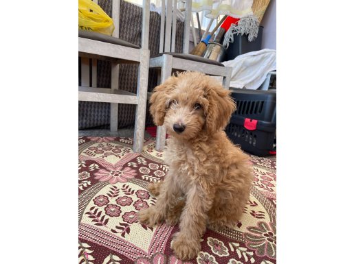 2.5 aylık efsane wc eğtimli toy poodle