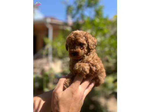 Red Brown Toy Poddle 