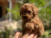 Red Brown Toy Poddle 