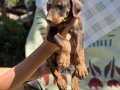 Aile dostu Koruyucu Doberman yavruları 