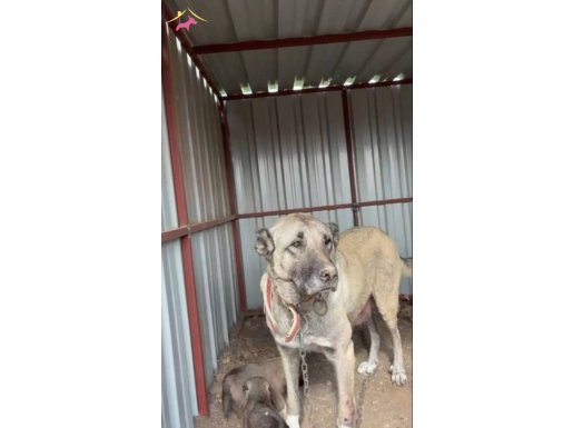 4 aylık kangal