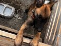 Köpegım  kanı ve ailesi güzeldir pişman olmayacaksınız