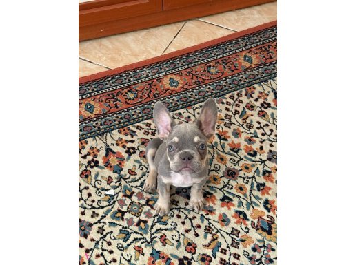 Lilac tan özel üretim