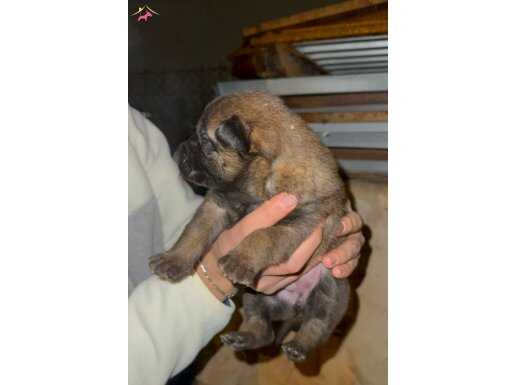 yer sıkıntısından ev aranıyor