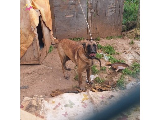 Dişi Maskeli Belçika Kurdu