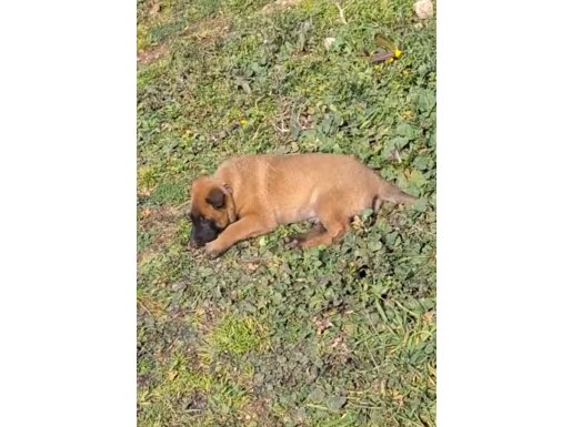 Başakşehir'de Maskeli Ve Zeki Belçika Kurdu Malinois Yavrusu