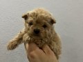 Micro Safkan Poodle 