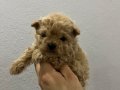 Micro Safkan Poodle 