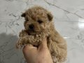 Micro Safkan Poodle 