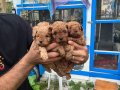 Orijinal Safkan Toy Poodle