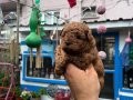 Orijinal Safkan Toy Poodle