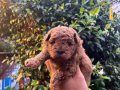 Orijinal Safkan Toy Poodle