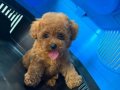 Sağlık Garantili Toy Poodle yavrular