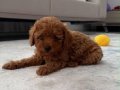 Sağlık Garantili Toy Poodle yavrular