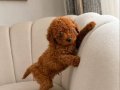 Sağlık Garantili Toy Poodle yavrular