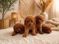 Sağlık Garantili Toy Poodle yavrular