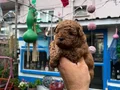 Sağlık Garantili Toy Poodle yavrular