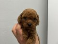 Sağlık Garantili Toy Poodle yavrular