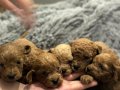 Sağlık Garantili Toy Poodle yavrular