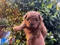 Sağlık Garantili Toy Poodle yavrular