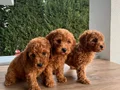 Sağlık garantili  Kore toy Poodle  bebekler