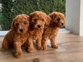 Sağlık garantili  Kore toy Poodle  bebekler