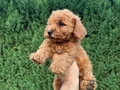 Sağlık garantili  Kore toy Poodle  bebekler