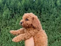 Sağlık garantili  Kore toy Poodle  bebekler