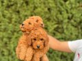 Sağlık garantili  Kore toy Poodle  bebekler