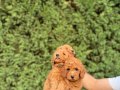 Sağlık garantili  Kore toy Poodle  bebekler
