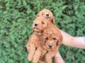 Sağlık garantili  Kore toy Poodle  bebekler