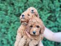 Sağlık garantili  Kore toy Poodle  bebekler