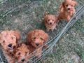 Saf Kan Mini Toy Poodle Yavrular