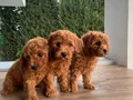 Saf Kan Mini Toy Poodle Yavrular