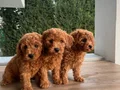 Saf Kan Mini Toy Poodle Yavrular