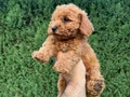 Saf Kan Mini Toy Poodle Yavrular
