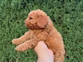 Saf Kan Mini Toy Poodle Yavrular