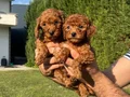 Teacup Toy Poodle Yavrular