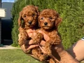 Teacup Toy Poodle Yavrular