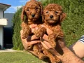 Teacup Toy Poodle Yavrular