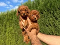 Teacup Toy Poodle Yavrular