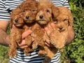 Teacup Toy Poodle Yavrular